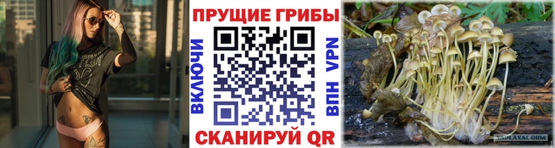 Купить закладки  Бавлы  Псилоцибиновые грибы мицелий 